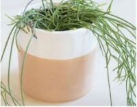 DNL - Carton of Large Hanging Planter- Sand Dip