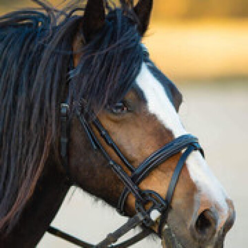 Palermo English leather Snaffle Black Full size