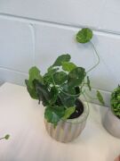 7 artificial plants - 3