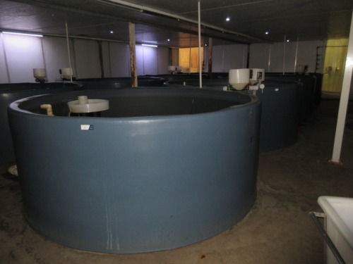 Quantity of 4 Fish Growing Tanks - Open top, 8000 litre, overall 3000 dia x 1200mm H