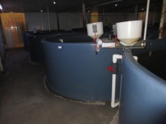 Quantity of 4 Fish Growing Tanks - Open top, 8000 litre, overall 3000 dia x 1200mm H (Timer not included) - 5