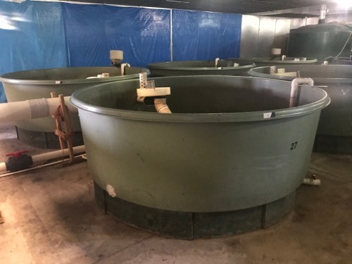 Quantity of 3 Polymaster Fish Growing Tanks - Open top, Model: Aquaculture Tank, 5000 litre