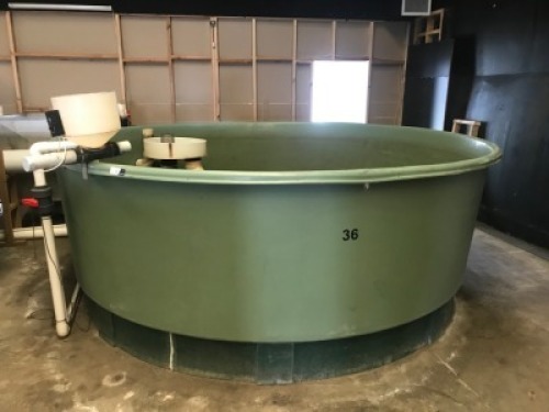 Polymaster Fish Growing Tank, Model: Aquaculture Tank, Open top, estimated 9000 litre
