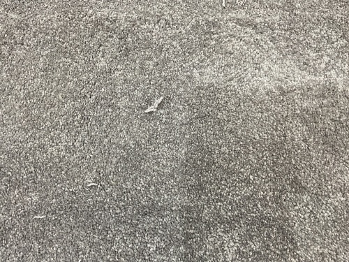 Light Grey Carpet 2.2m x 3.6m