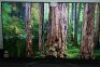 LG 4K Super UHD Smart Television 75" 75SM8600PTA - 2