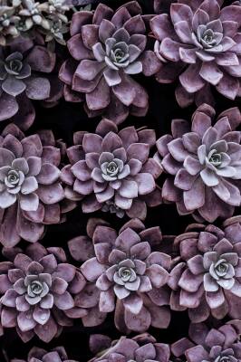1 x Violet Succulents Framed Print