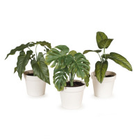 DNL 7 x Delilah - Assorted Pots