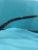 Tiffany & Co - TF4194 55 Sunglasses - Blk Trt, Brn G - 6