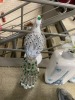 Full_refund*Peacock Figurine White/Silver/Green, $79.99 RRP - Ex Display - 3