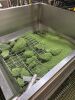 Packing Line 1 - Bulk / 15 kg Cartons (Export and Industrial) - 7