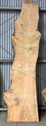 Live Edge Kiln Dried Chestnut Timber Slab, 3.8m x 887mm x 50mm