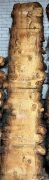 Live Edge Bunya Pine Timber Slab, 4.19m x 660mm x 50mm