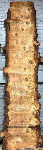 Live Edge Bunya Pine Timber Slab, 4.2m x 847mm x 50mm