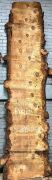 Live Edge Bunya Pine Timber Slab, 4.2m x 847mm x 50mm