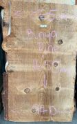 Live Edge Bunya Pine Timber Slab, 1.66m x 903mm x 50mm