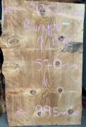 Live Edge Bunya Pine Timber Slab, 1.57m x 960mm x 50m