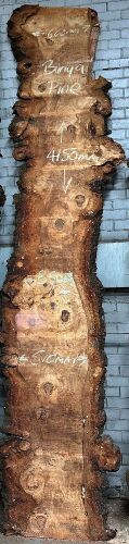 Live Edge Bunya Pine Timber Slab, 4.15m x 500mm x 50mm