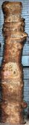 Live Edge Bunya Pine Timber Slab, 4.15m x 500mm x 50mm