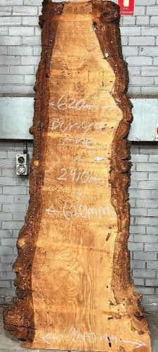 Live Edge Bunya Pine Timber Slab, 2.91m x 727mm x 50mm