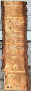 Live Edge Bunya Pine Timber Slab, 3.25m x 693mm x 50mm