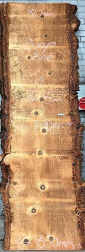 Live Edge Bunya Pine Timber Slab, 3.24m x 817mm x 50mm