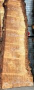 Live Edge Bunya Pine Timber Slab, 3.01mx 750mm x 50mm