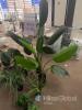 Assorted Decorative Throw Pillows - 2