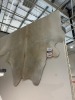 Cowhide Rug Natural Light Beige, approximate size 2 x 2 meters