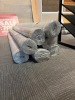 7x Mixed Rugs Measuring 200x290 cm - 2