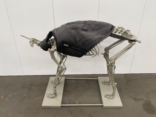 G-Star Raw Dog Display (without head)